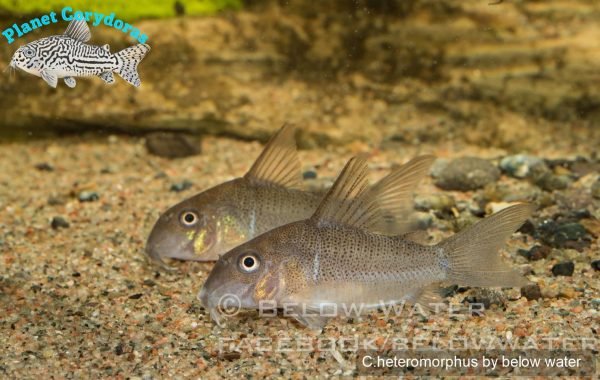 Corydoras heteromorphus