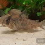 Corydoras kanei