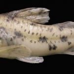 Corydoras lacrimostigmata