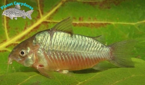 Corydoras latus