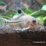 Corydoras leopardus