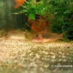 Corydoras melanotaenia