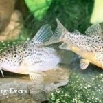 Corydoras multimaculatus
