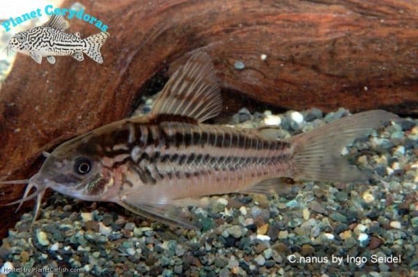 Corydoras nanus