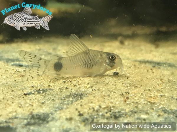 Corydoras ortegai