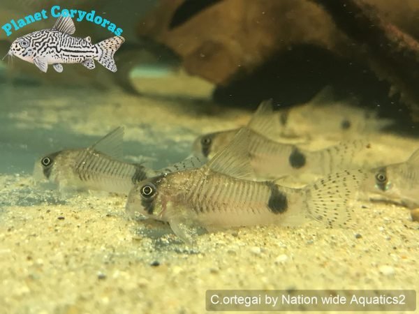 Corydoras ortegai - Image 2