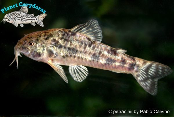 Corydoras petracinii