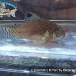 Corydoras punctatus
