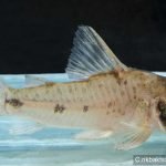 Corydoras rikbaktsa