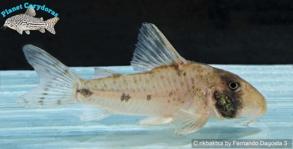 Corydoras rikbaktsa