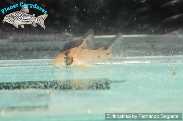 Corydoras rikbaktsa - Image 3