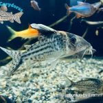 Corydoras robustus