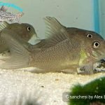 Corydoras sanchesi
