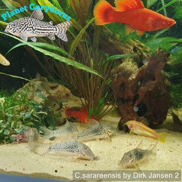 Corydoras sarareensis - Image 2