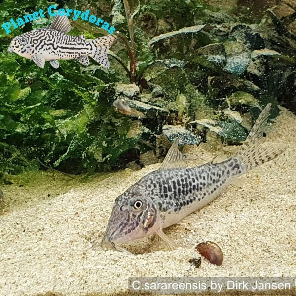 Corydoras sarareensis