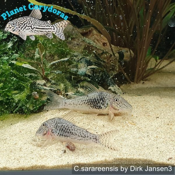 Corydoras sarareensis - Image 3