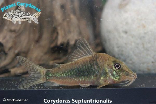 Corydoras septentrionalis