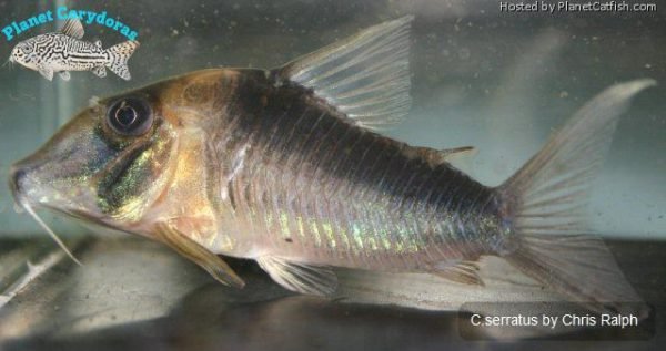 Corydoras serratus