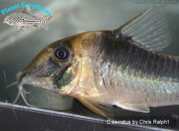 Corydoras serratus - Image 2