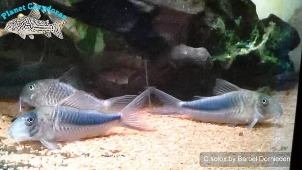 Corydoras solox - Image 2