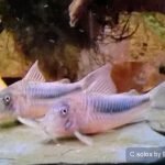 Corydoras solox