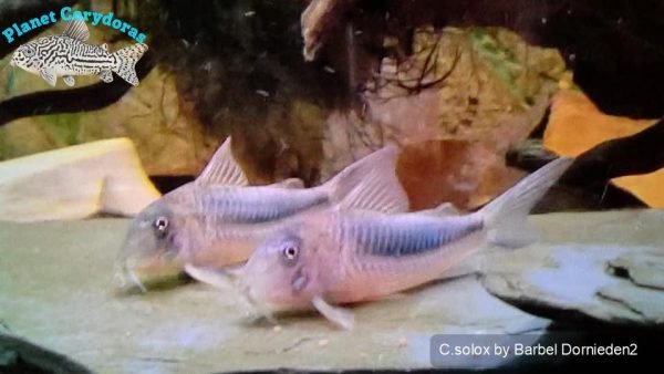 Corydoras solox