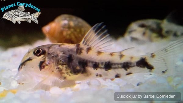 Corydoras solox - Image 3