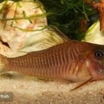 Corydoras spilurus