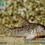Corydoras steindachneri