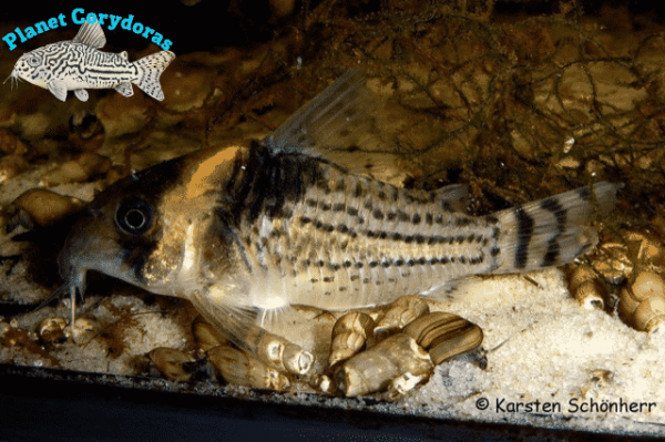 Corydoras surinamensis