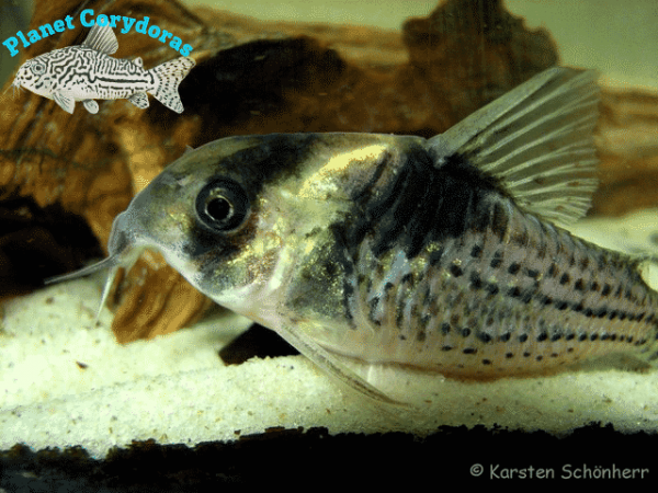 Corydoras surinamensis - Image 2