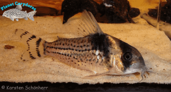 Corydoras surinamensis - Image 3