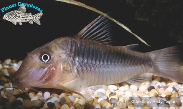 Corydoras treitlii