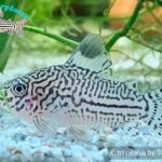 Corydoras trilineatus