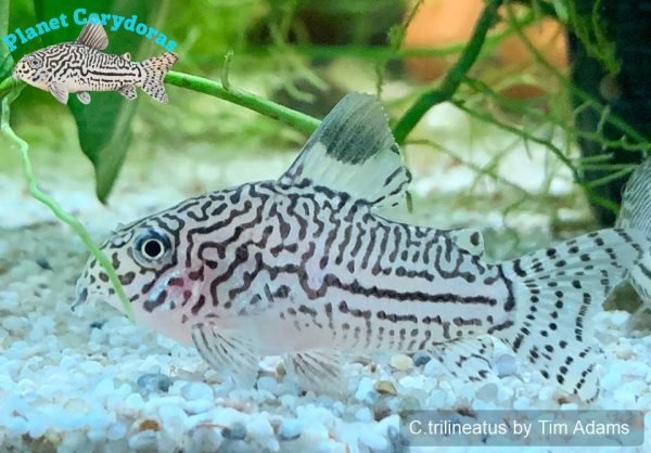 Corydoras trilineatus