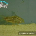 Corydoras undulatus