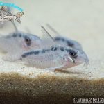 Corydoras urucu