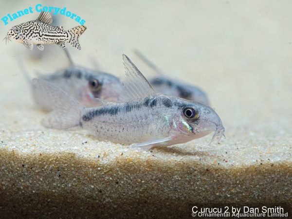 Corydoras urucu