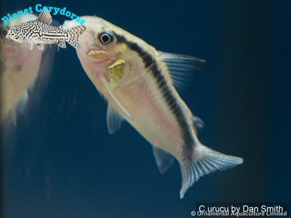 Corydoras urucu - Image 2