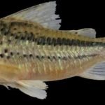 Corydoras zawadzkii