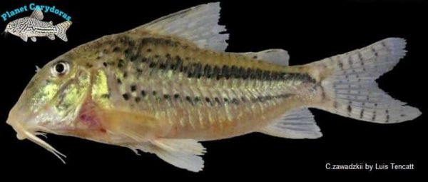 Corydoras zawadzkii