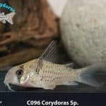 C096