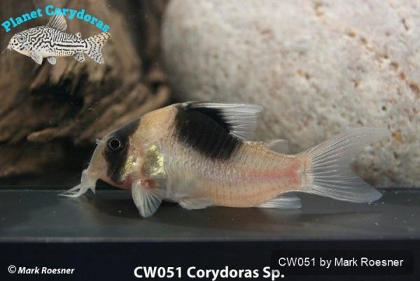 CW051