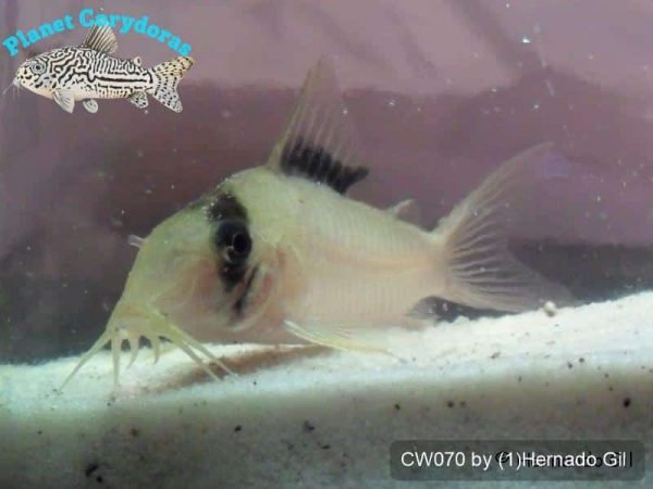 CW070 - Image 2