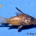 Corydoras boehlkei