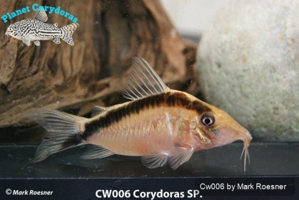 Corydoras bethanae