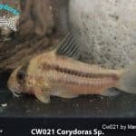 CW021
