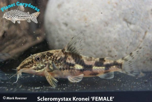 Scleromystax kronei - Image 2