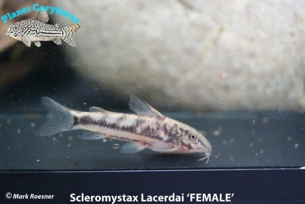 Scleromystax lacerdai