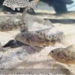Scleromystax macropterus